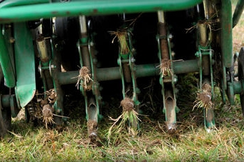 aerator pulling plugs from organically maintained lawn katonah westchester county new york